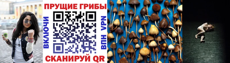 купить закладку  Цивильск  hydra как зайти  Псилоцибиновые грибы Psilocybine cubensis 